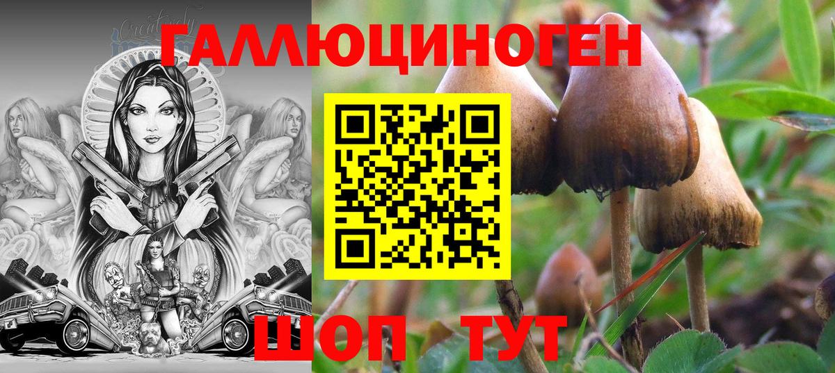 Псилоцибиновые грибы Psilocybine cubensis Рославль